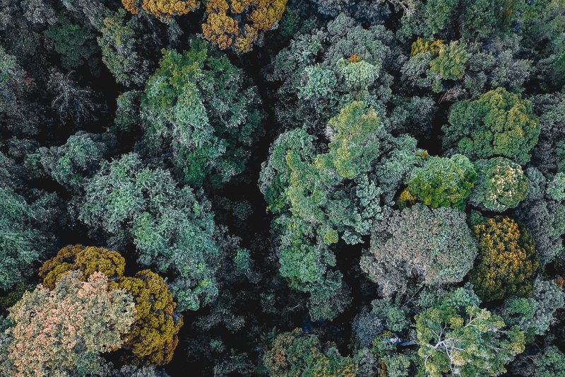 Canopy adds eight new fashion partners as industry pressure mounts to protect ancient forests