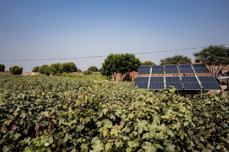 Marks & Spencer launches cotton programme in bid to strengthen biodiverse farming practices